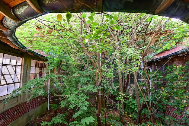 Native Japanese plants in urban setting